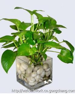 合肥聚美堂 綠植花卉租賃與銷售，科技賦能的農(nóng)副產(chǎn)品新選擇